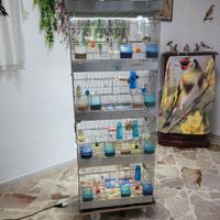 Cardellini ed incardellati