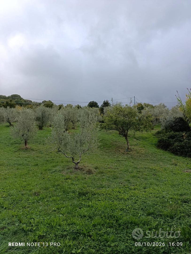 TERRENO AGRICOLO CON OLIVI E PIANTE DA FRUTTO - Vista 3