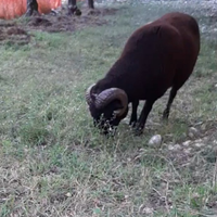 Montone di razza Arbus