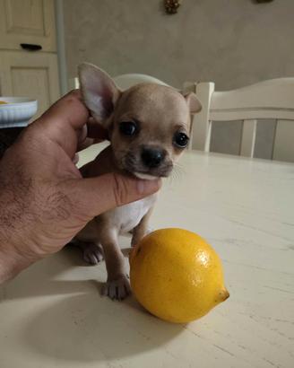 Amorevole Chihuahua Mini Femminuccia