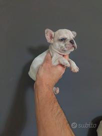 Cuccioli bulldog francese esotici merlè