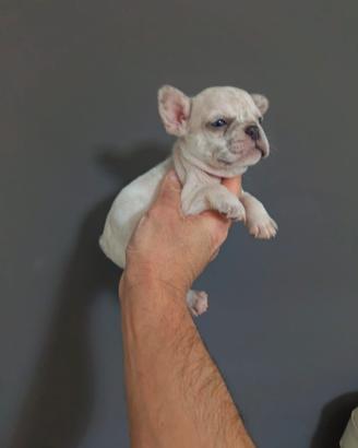 Cuccioli bulldog francese esotici merlè