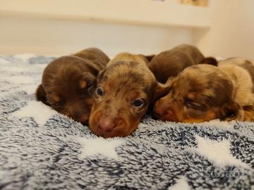 cuccioli di bassotto con pedigree ENCI 