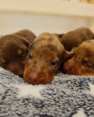 cuccioli di bassotto con pedigree ENCI 