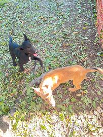Cuccioli lagorai x belga