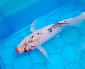 3 Butterfly Koi 35/20/18 cm