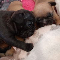 Bulldog francese