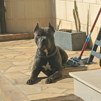 Pitbull per monte Esterne