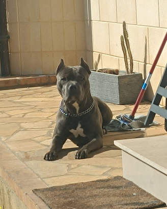 Pitbull per monte Esterne