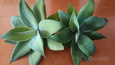 2 agave attenuata. pianta grassa