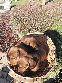 Cuccioli di Dachsbracke