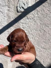 Ultimi 4 cuccioli Setter Irlandese