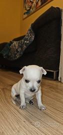 Cuccioli di chihuahua