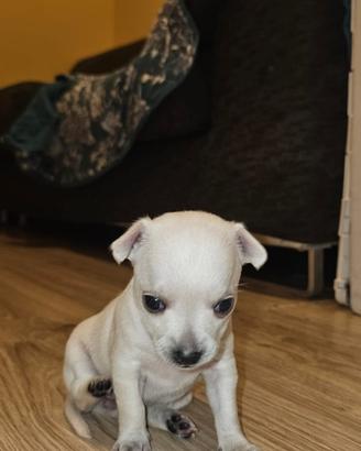 Cuccioli di chihuahua