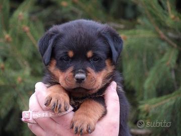 Rottweiler