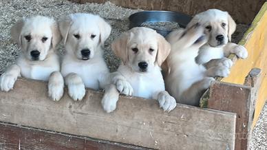 Labrador Retriever cuccioli miele