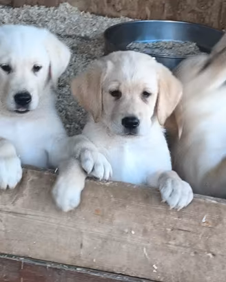 Labrador Retriever cuccioli miele