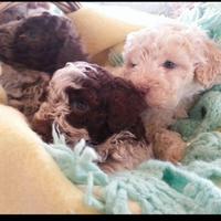 Lagotto Romagnolo baby