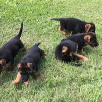 Cuccioli di pastore tedesco