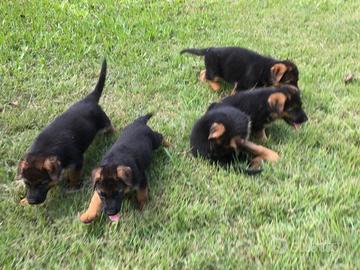 Cuccioli di pastore tedesco