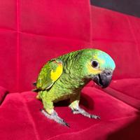 Pappagallo amazzone fronte blu maschio