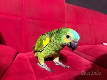 Pappagallo amazzone fronte blu maschio