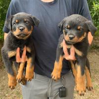 Rottweiler