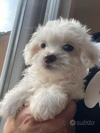 Bishon maltes