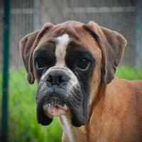 Boxer Fulvo Maschio