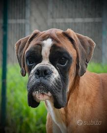 Boxer Fulvo Maschio