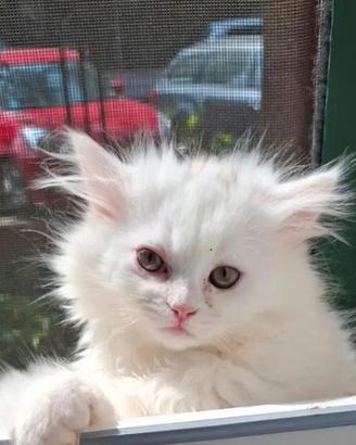 Vendita gatti
