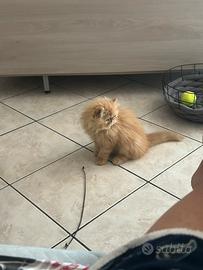 Gatta persiana