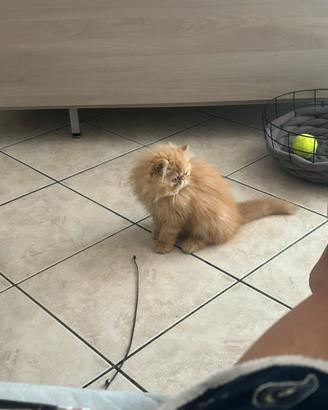 Gatta persiana