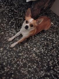 Pulizie