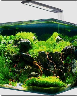 Acquario Amtra 36