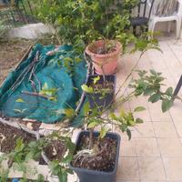 Piante