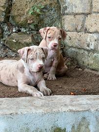 American bully cuccioli XL