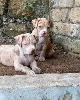 American bully cuccioli XL
