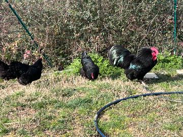Australorp