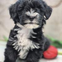 Maltipoo