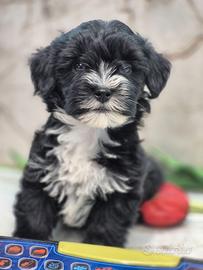 Maltipoo