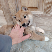 Shiba cuccioli