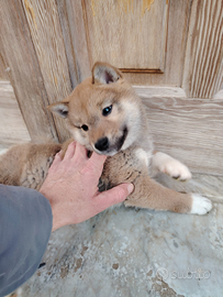 Shiba cuccioli