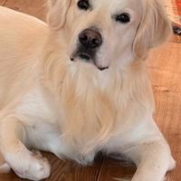 Disponibile per accoppiamento golden retriever m