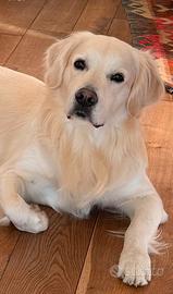 Disponibile per accoppiamento golden retriever m