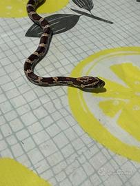 Guttata serpente del grano