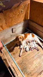 Vendita cuccioli Épagneul Breton