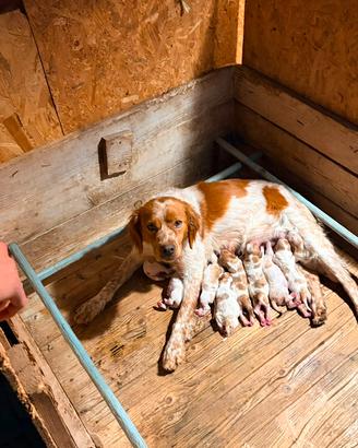 Vendita cuccioli Épagneul Breton