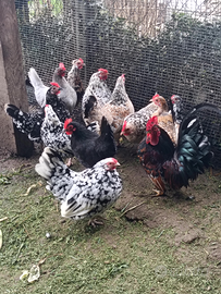 Galline piccole