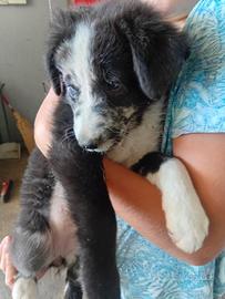 Cucciola border collie